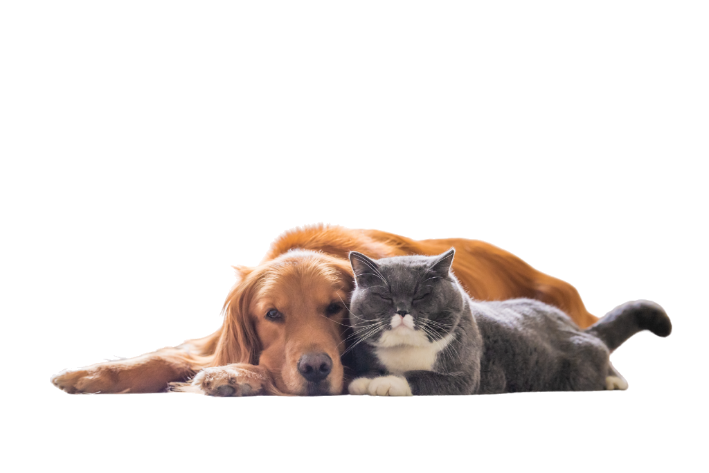 Portfolio Hero Image